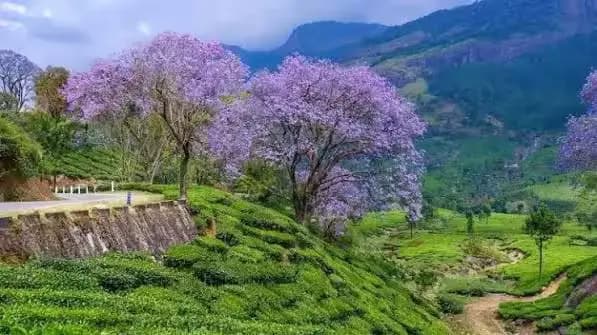 travelling through Munnar tea plantations Kerala